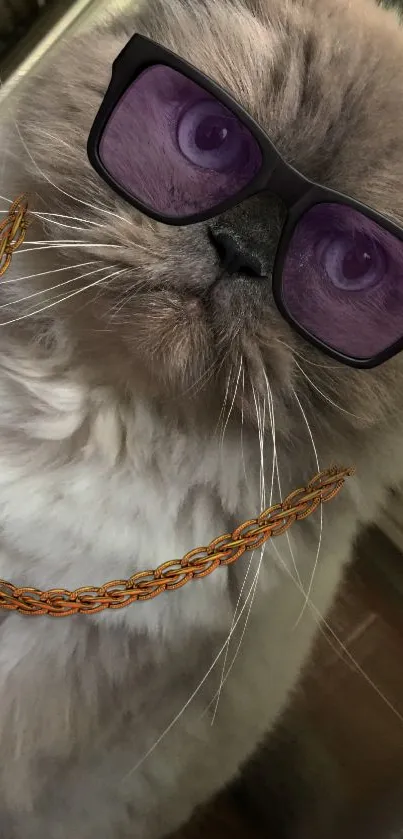 Fluffy cat wearing sunglasses and a gold chain.