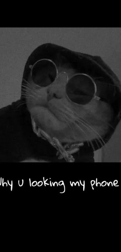 Cat in sunglasses on a black background with a playful caption.