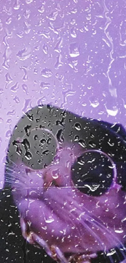 Cool cat wearing sunglasses and hoodie on a lavender background.