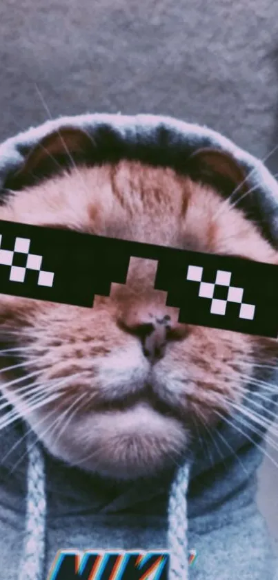 Ginger cat in hoodie with pixelated sunglasses.