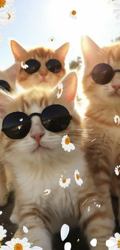 Three cute cats wearing sunglasses in sunshine.