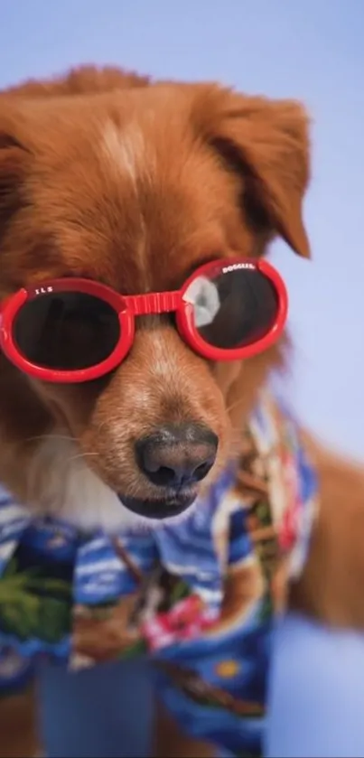 Brown dog in red sunglasses and Hawaiian shirt on light blue background.