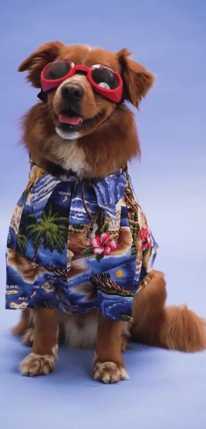 Brown dog in sunglasses and Hawaiian shirt on blue background.