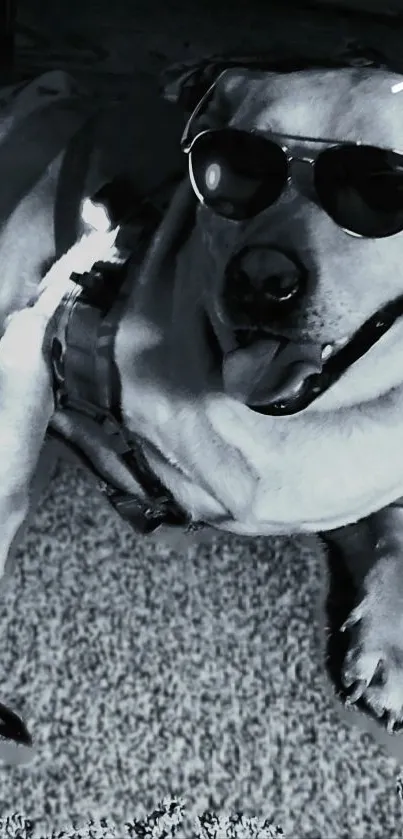 Monochrome dog in sunglasses lounging stylishly.