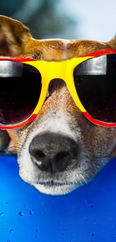 Dog wearing sunglasses with a blue background, summer vibe.