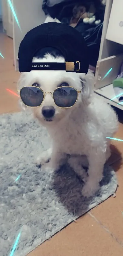 Cute dog with sunglasses and cap on rug.