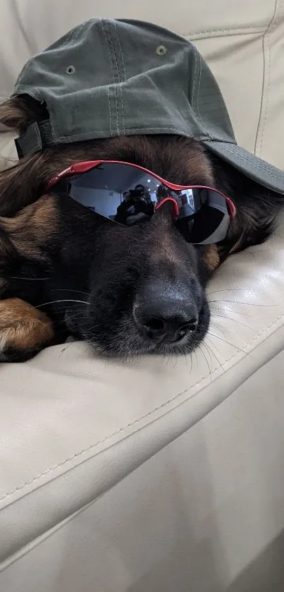 Dog with sunglasses and cap on a beige leather sofa, looking relaxed.