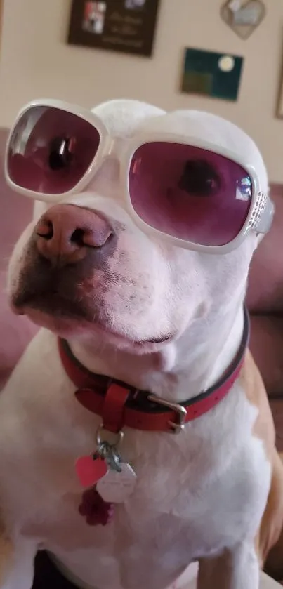 Adorable dog wearing stylish sunglasses on a cozy couch.