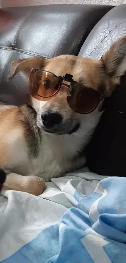 A cute dog relaxes on a couch wearing stylish sunglasses.