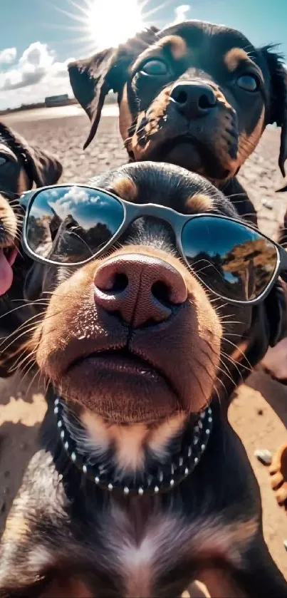 Dogs wearing sunglasses enjoying sunny beach.