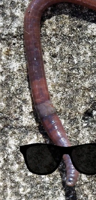 Earthworm with sunglasses on a concrete surface.