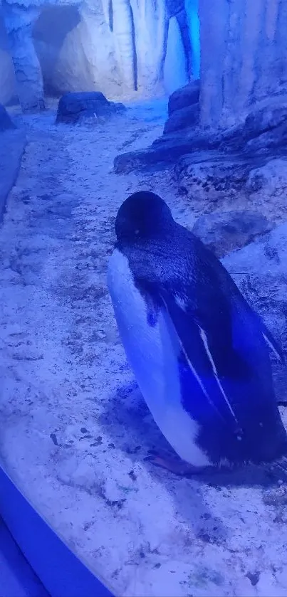 Penguin standing on icy terrain with a blue hue