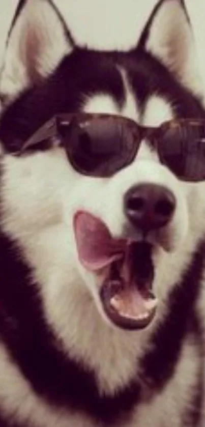 A cool dog wearing sunglasses, sticking out its tongue.