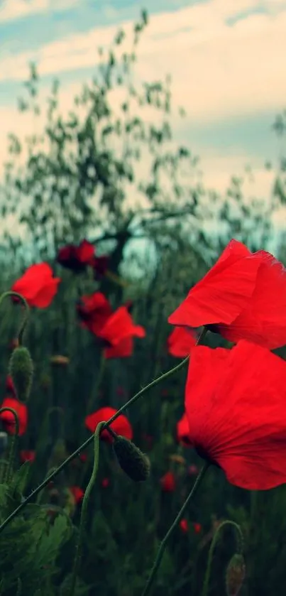 Coquelicot Corn Poppy Flower Live Wallpaper
