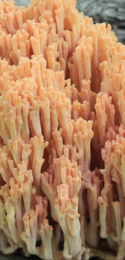 Peach coral texture pattern on a mobile background.