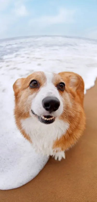 A smiling corgi on a sandy beach with ocean waves and blue sky.