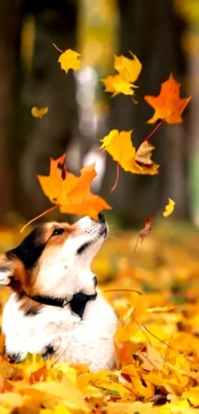 Corgi enjoying vibrant autumn leaves.