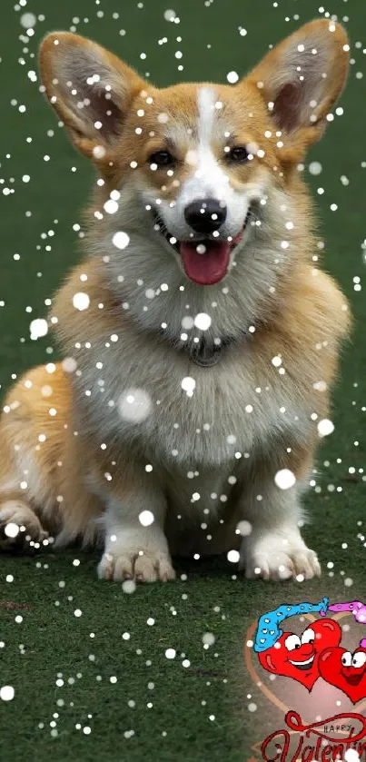 Corgi dog sitting happily on green grass, outdoors in nature.