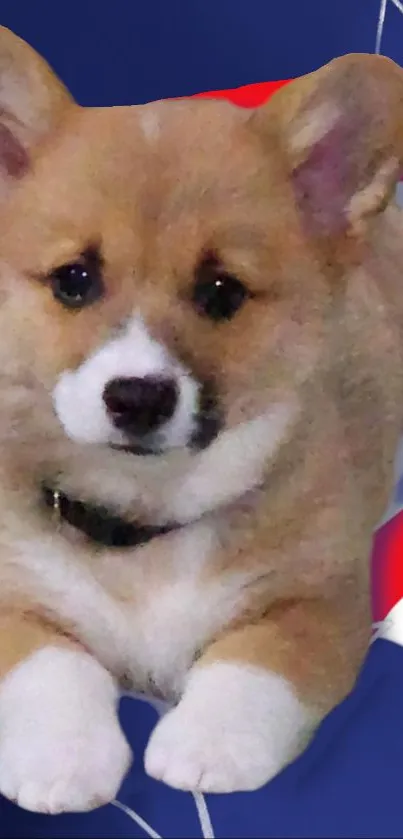 Adorable Corgi puppy on a bright, patriotic background.