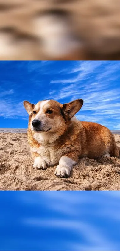 Corgi lounging on a sandy beach with a bright blue sky.