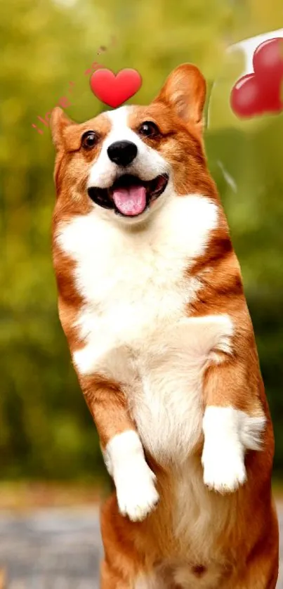 A joyful corgi with a heart-shaped balloon, standing in a green background.