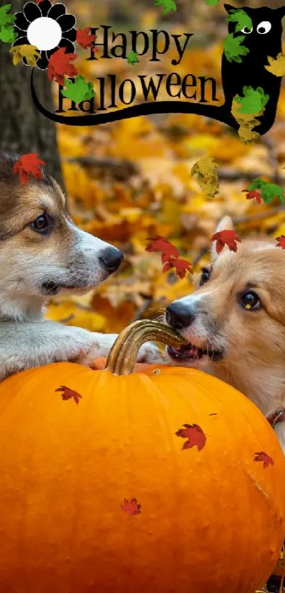 Two corgis with a pumpkin in autumn forest leaves.