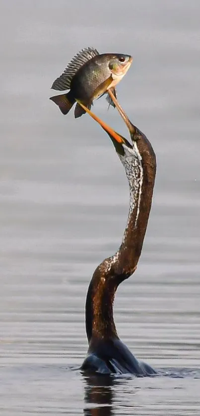 Cormorant catching a fish in water, with reflections.