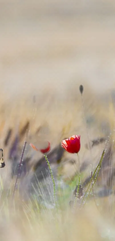 Corn Poppy Flower Plant Live Wallpaper