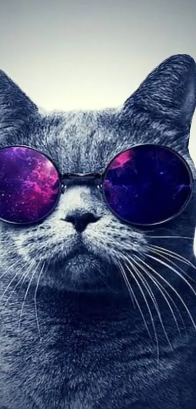 Grey cat with galaxy sunglasses wallpaper.