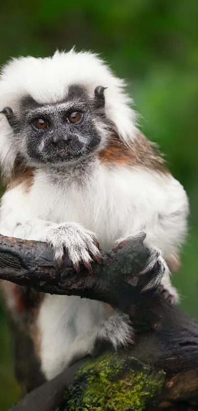 Cotton-top tamarin perched on a branch with lush green background.