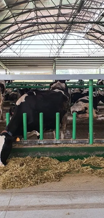 Cows feeding inside a modern barn with green barriers and open roof.