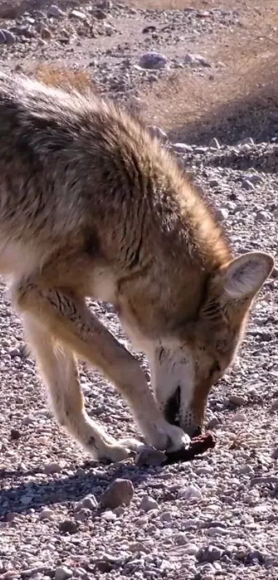 Coyote exploring rocky desert terrain