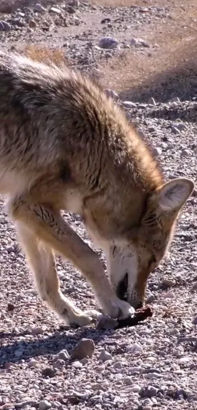 Coyote in a desert landscape scavenging for food.