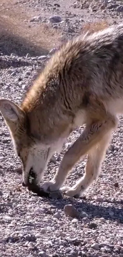 Coyote sniffing gravel path in desert landscape wallpaper.