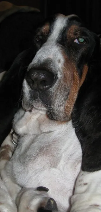 Basset Hound resting with calm expression.