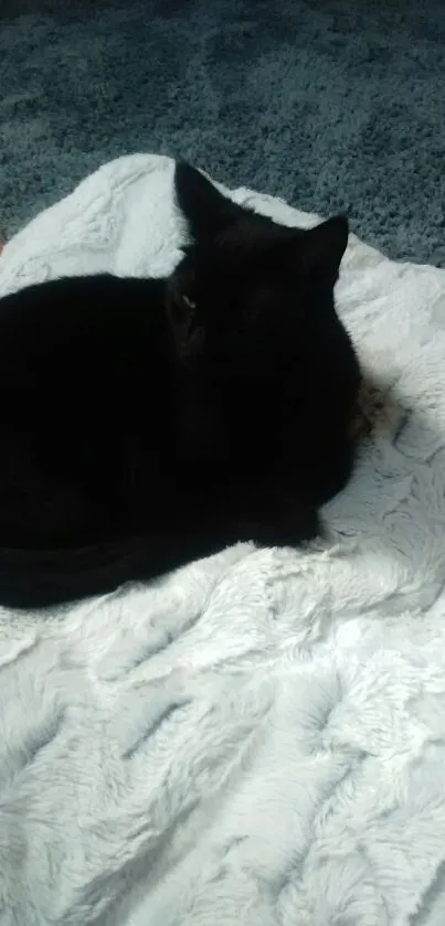 Black cat resting on a fluffy white blanket.