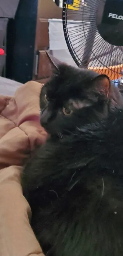 Black cat lounging in cozy bedroom with fan.