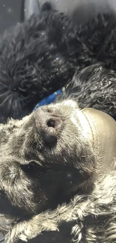 Black dog sleeping on car seat in sunlight.