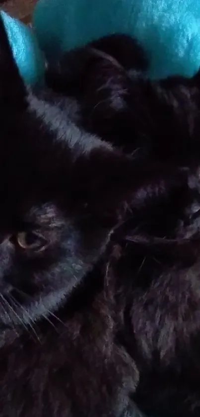 Two black kittens snuggled on a blue blanket.