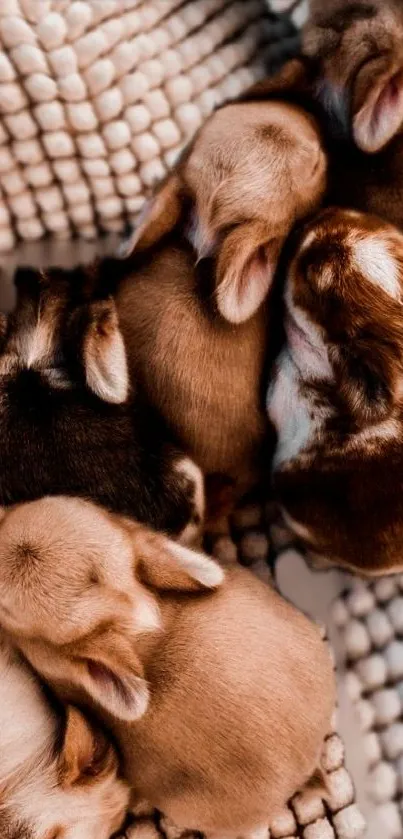 A group of bunnies resting on a plush, textured surface.