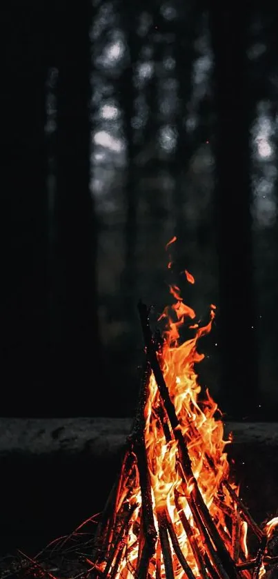 A warm campfire burning in a shadowy forest setting.