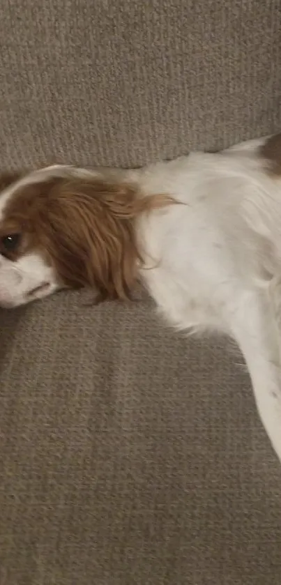 Dog relaxing on a grey couch with cozy cushions.