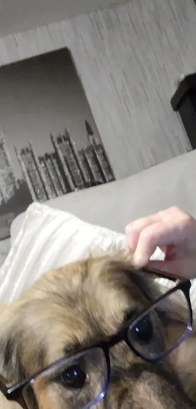 A cozy dog wearing glasses in a modern living room setting.