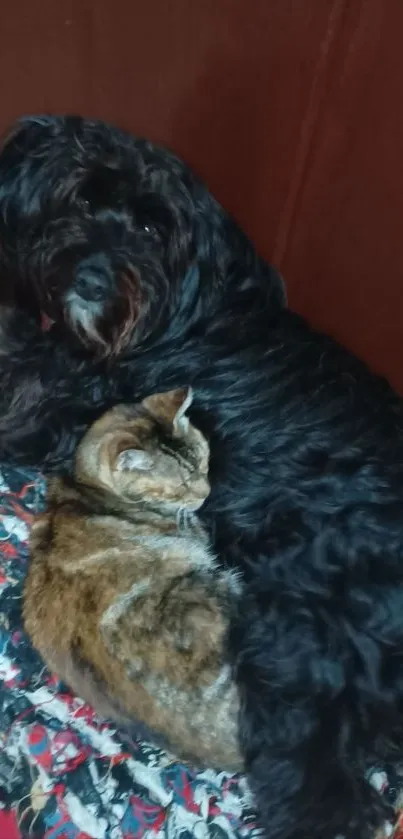 Cozy black dog snuggling with a cat.