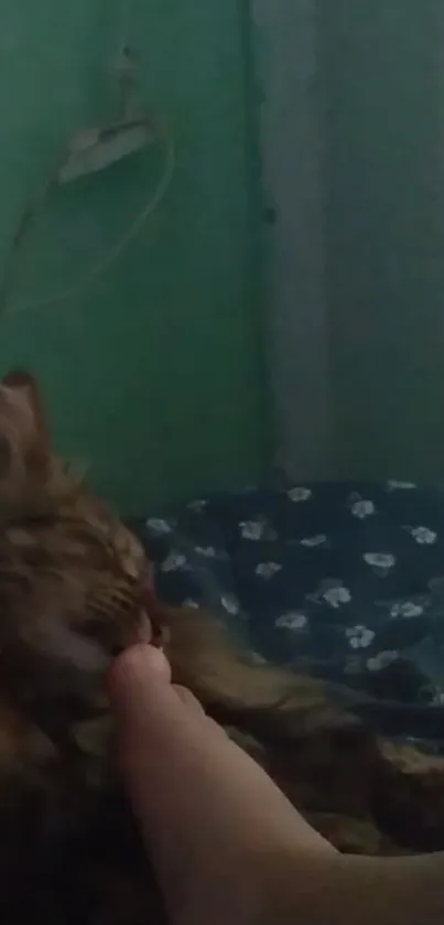 Cat peacefully resting on a bed with a cozy blue blanket.