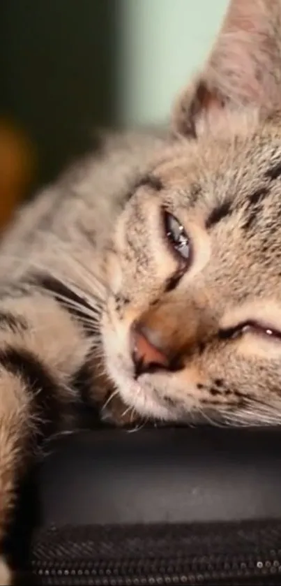 Close-up of a cozy cat resting peacefully, showcasing its soft fur.