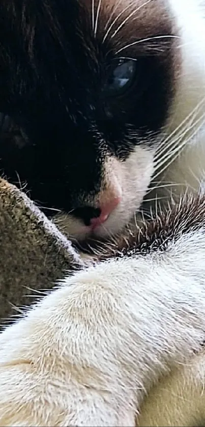 Close-up of a cozy brown and white cat with striking blue eyes.