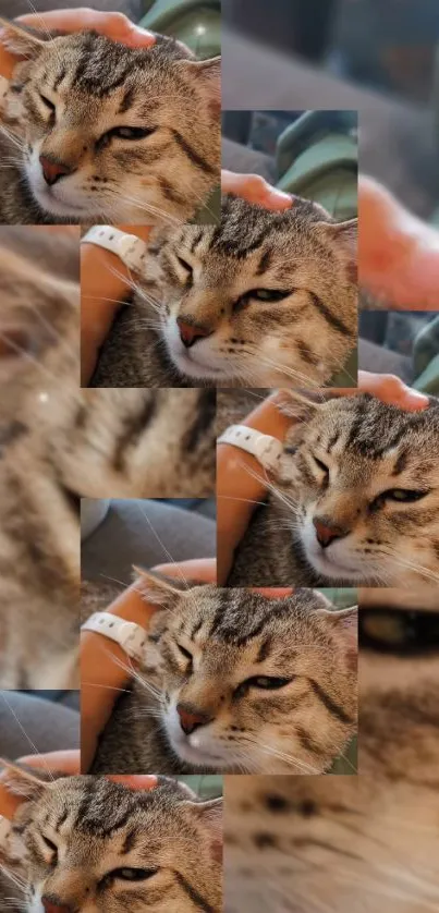 Collage of a cozy cat being gently petted in a soothing, warm-toned design.