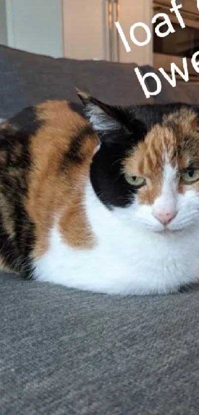 Calico cat lounging on a cozy gray couch with a relaxed expression.