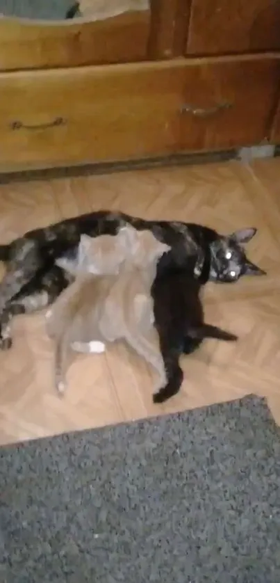 Cat family resting on wooden floor.